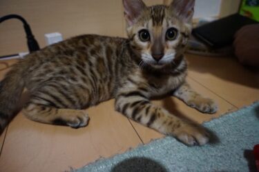 ベンガルの子猫を我が家にお迎えしたら可愛すぎた【ベンガル猫】