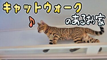 【ベンガル猫】びびが走り回れる、キャットウォーク付きのお家に引っ越しました