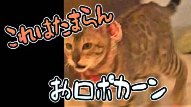 【ベンガル猫】ある物が臭すぎてフレーメン反応でちゃう猫が可愛すぎた