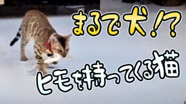 【ベンガル猫】ヒモ中毒になってしまった猫