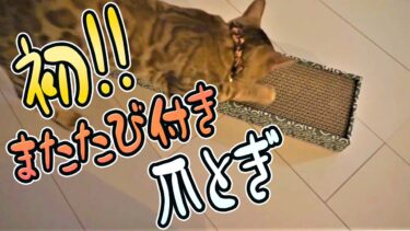 【ベンガル猫】ある物が臭すぎてフレーメン反応でちゃう猫が可愛すぎた