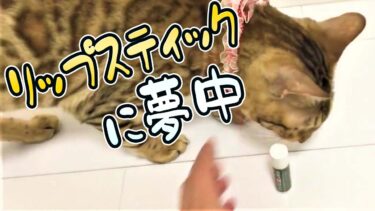 【ベンガル猫】リップを見ると豹変する猫が凄すぎた