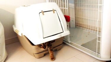 【ベンガル猫】トイレの使い方が不器用な猫