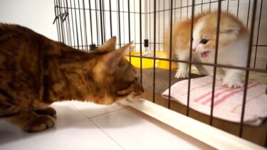 【子猫マンチカン】初対面！初めての巨猫「びび」を見た「ちゃちゃ丸」が凄すぎた！