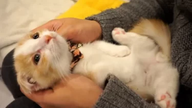 あまりにも気持ち良くてマッサージ中に寝てしまう猫が可愛すぎた/cat sleeping with massage