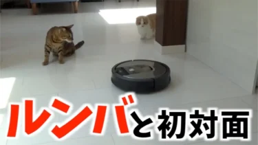 【乗ってくれるのか！？】ルンバを初めてみた猫の反応とは？【マンチカン/ベンガル】