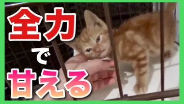 【保護猫】愛情に飢えすぎて、なでなでの要求がとまらなくなった保護猫がこちら【茶トラ子猫】