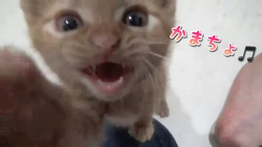 【保護猫】甘え方を覚えた、かまちょ子猫がかわいすぎた❤️【茶トラ子猫】