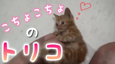 【保護猫】お腹をこちょこちょした時の反応が可愛すぎた【茶トラ子猫】