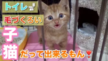 【保護猫】ちゃんとトイレできるかな？初めての猫砂と葛藤する保護猫が可愛すぎた【茶トラ子猫】