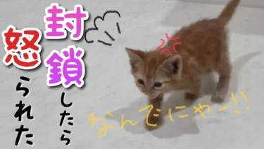 【保護猫】お気に入り場所を封鎖されて激おこの子猫【茶トラ子猫】