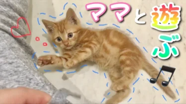 【保護猫】パパだけに懐いていた保護猫がママに懐柔されていた件【茶トラ子猫】