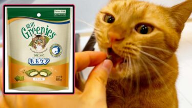 【実食】「猫用Greenies(グリニーズ)毛玉ケア」チキン味の食いつきが凄すぎた【ベンガル/マンチカン/茶トラ】