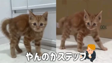 【やんのかステップ】する保護猫がもはや可愛すぎるだけの件【保護猫茶トラ子猫】